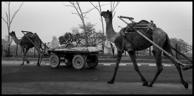 DSC_0179 more camels!!